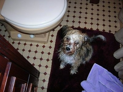 Gracie the wet Chinese Crested Powderpuff is sitting in front of a toilet and on a red rug next to a purple towel
