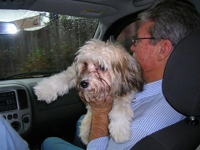 Gracie the Chinese Crested Powderpuff is in the arms of a man, who is in the passenger seat of a car