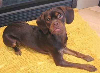 Cloe the brown and tan Cockapin is laying on a yellow mat in front of a sliding door. It is looking up at the camera holder with a face that looks like a frown