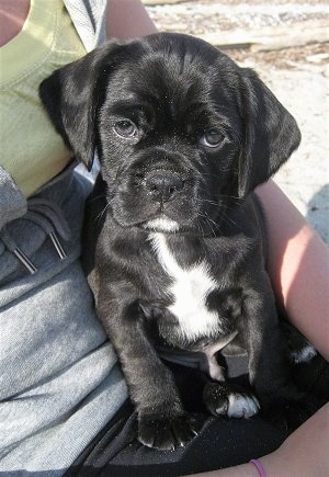 Close Up - Sebastian the Cocker Pug puppy is sitting in the lap of a person