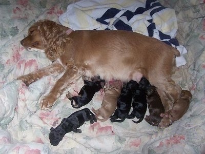 The left side of a brown American Cocker Spaniel Mother feeding a litter of puppies