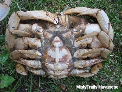 Crab On Back