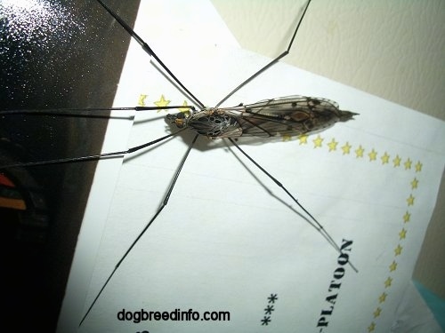 Crane Fly on top of a paper