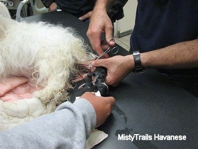 A person is cutting the umbilical cord of a newborn puppy.