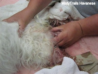 A person is helping a dam give birth on a blanket.