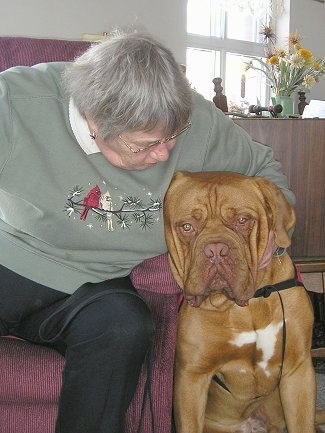Tars Tarkas the Dogue De Bordeaux is sitting next to a lady in a red chair who is petting his face