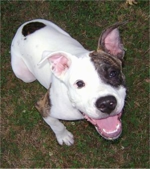 Rocko the white, tan and black EngAm bulldog is sitting in a yard looking up. His mouth is wide open and it looks like he has a really big smile.