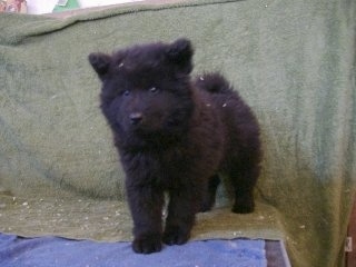 Eurasier Puppy