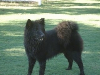 A black Eurasier dog is standing in grass and looking to the right. Its mouth is slightly open and its fluffy tail is curled over its back.