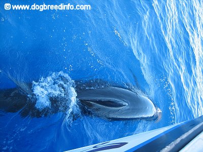 The backside of a False Killer Whale that is swimming really close to a boat.