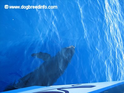 A False Killer Whale is swimming under a boat in a body of water.
