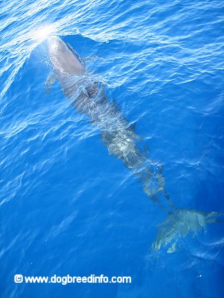 The underside of a False Killer Whale swimming through a body of water.