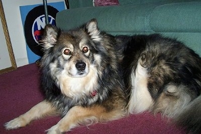 A fluffy black, tan and white Finnish Lapphund dog is laying on a maroon carpet in front of a green couch