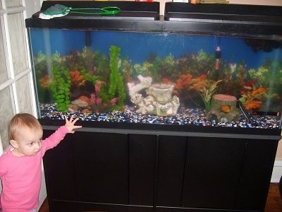 A child in a pink shirt is standing next to a 55-gallon fish tank.