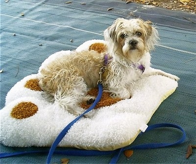 A tan and white Fo-Tzu dog is laying outside on a white with brown paw print dog bed
