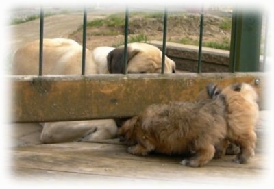 A tan Mastiff is laying down in front of a fence and a two brown Havanese puppies are trying to get to the Mastiff from the other side.