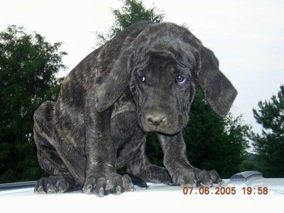 Black Mastiff Dog