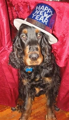 A black and tan Gordon Setter is sitting in front of a red backdrop wearing a blue hat that reads - Happy New Year