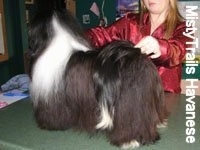 A black with white Havanese is standing on a countertop. behind it is a person in red posing it in a stack