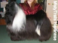 A black with white Havanese is standing on a countertop. Behind it is a person posing in a shwo stack pose it. Its head is up