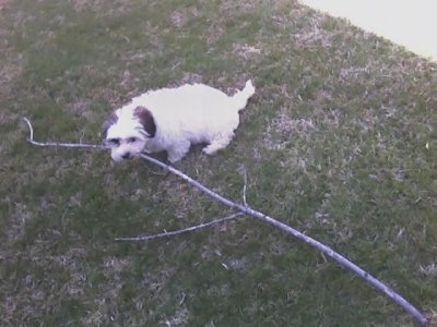 A white with brown Hava-Apso puppy is sitting in grass and it has a part of a long stick in its mouth