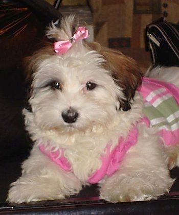 Close Up - A white with brown eared Hava-Apso puppy is sitting on top of a couch wearing a pink, white and green dress and it has a pink ribbon in its hair. There is a black purse behind it.