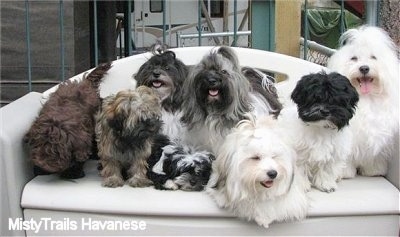 Seven Havanese are laying and sitting outside on a plastic porch couch/storage container
