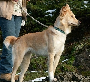 A tan Himalayan Sheepdog mix is standing with its front paws on a rock and there is a person behind it