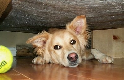A tan Himalayan Sheepdog mix is laying under a human's bed on a hardwood floor and there is a green tennis ball next to it