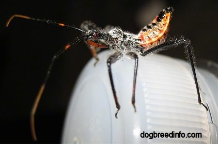 Close Up - Immature Wheel Bug on the top of a water bottle lid