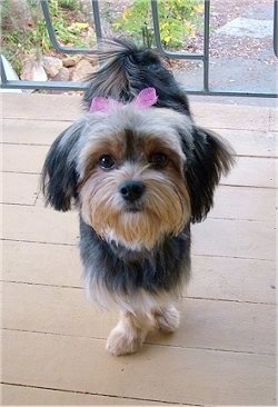 A black with tan Jarkie dog is standing on a wooden porch wearing a pink ribbon the top of her head.