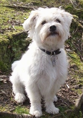 A white with tan and black La-Chon is wearing a tan collar sitting on a mossy ground looking up.