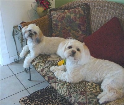 Two white with tan Lhasa Apso dogs are laying on a brown wicker couch with pillows behind them on a white tiled floor and looking back. Both of their heads are slightly tilted to the right.