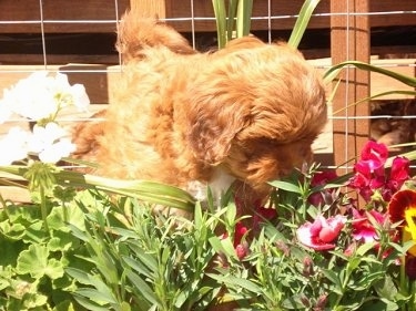 A tan with white Lhasa-Poo is standing in grass and there is a fence behind it. It is looking down at red and white flowers.