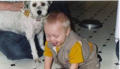 A toddler aged boy is on his hands and knees and he has his tongue out. Behind it is a white with grey Lowchen that is wearing a bandana and over the knee of a person.