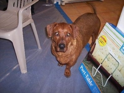 Frodo the Dachsweiler is standing next to a white plastic chair half of its body is on a tiled floor and the otherhalf is on a blue carpet which is covered in clear plastic. There is a Port-Table box leaning next to the wall.