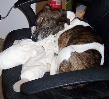 A medium-sized, brown brindle and white mixed breed dog is laying on a black computer chair with its head on a white, infant sized snow suit.
