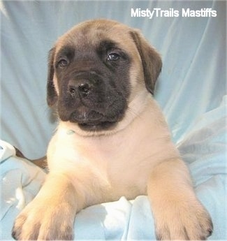 Front view - A tan with black English Mastiff puppy is laying on a light blue sheet.