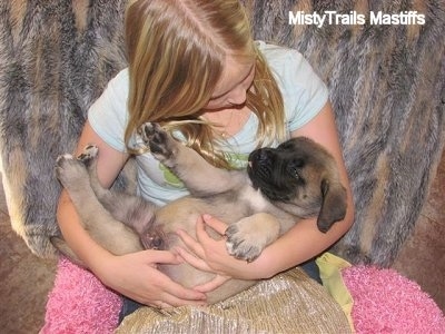 Puppy laying on its back in the lap of a lady