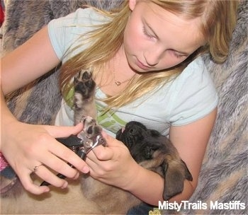 Emily trimming Gus's the Puppies nails