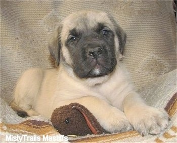 A tan with black English Mastiff puppy is laying on a brown rabbit plush doll and a  tan blanket looking forward.