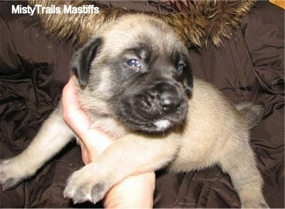 A tan with black English Mastiff puppy is being held in the arms of a person in a big brown coat with a furry hood.