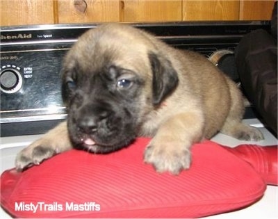 A small tan with black English Mastiff puppy is laying on top of a red hot water bottle on top of a washing machine.