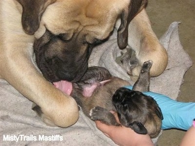 Sassy the English Mastiff licking a puppy