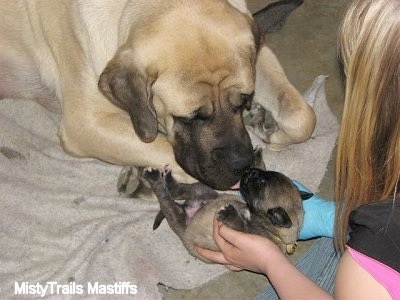 Sassy the English Mastiff licking another puppy