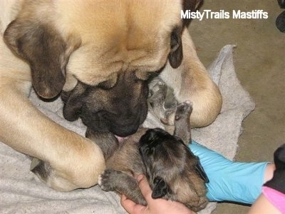Sassy the English Mastiff sniffing a puppy on top of a towel