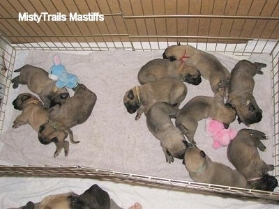 12 day old English Mastiff Puppies inside of a small x-pen