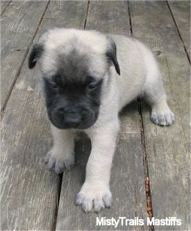 A tan with black English Mastiff puppy is sitting on a wooden deck looking down.