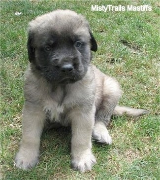 Front view - A tan with black English Mastiff puppy is sitting outside in grass.