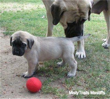 A tan with black English Mastiff is sniffing the backend of a tan with black English Mastiff puppy. There is a red ball next to it. They are standing in dirt and grass outside.